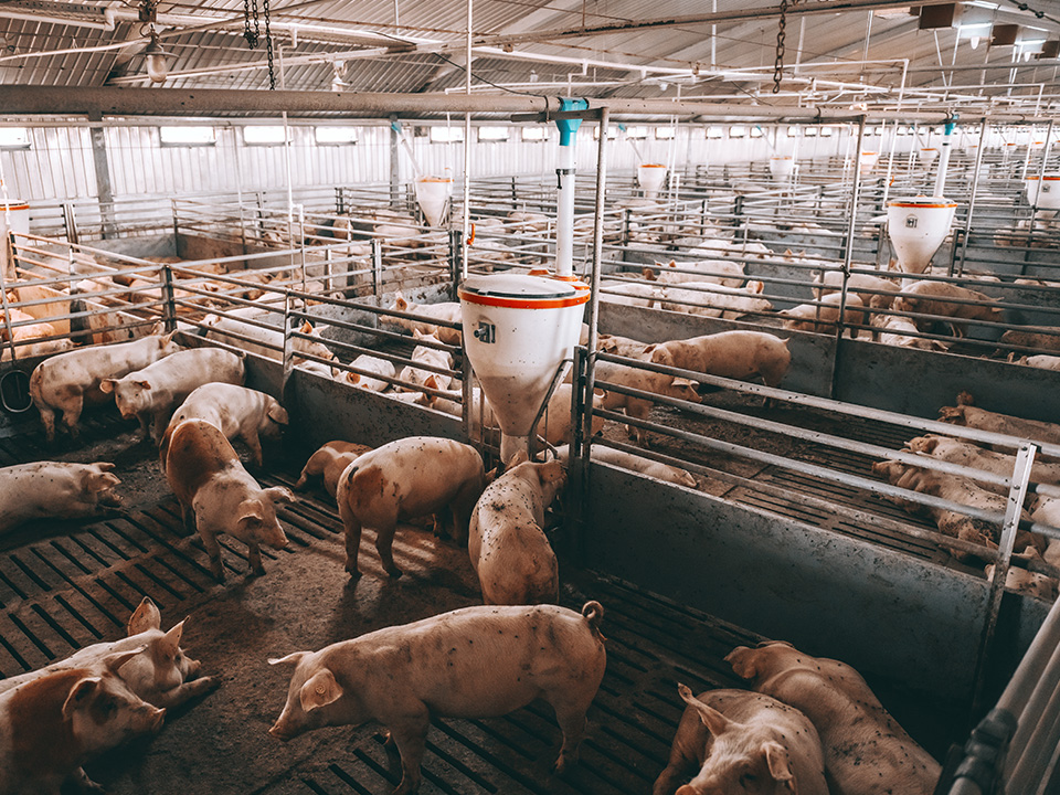 ‘The Mean Sixteen': Farm Journal Foundation Research Reveals the Top Biosecurity Threats in Agriculture